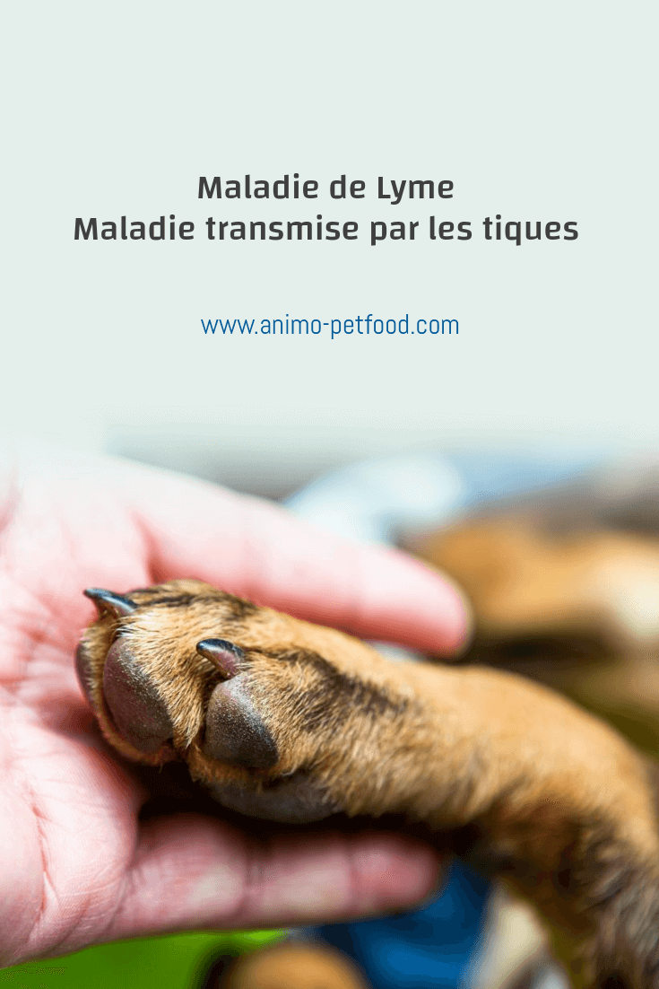 maladie de Lyme ou borréliose de Lyme maladie transmise par les tiques